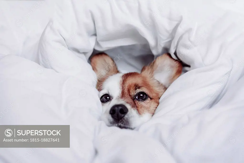 Cute puppy wrapped in white blanket