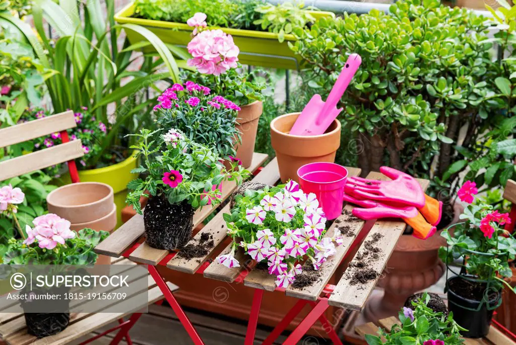 Planting of pink summer flowers in balcony garden