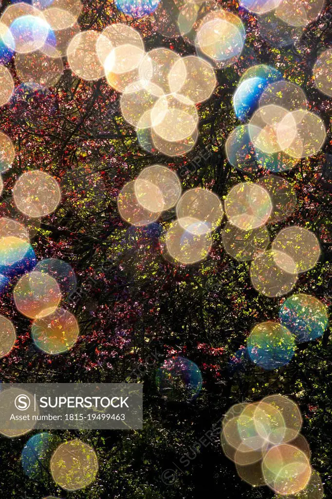 Bokeh lights in front of blossoming tree