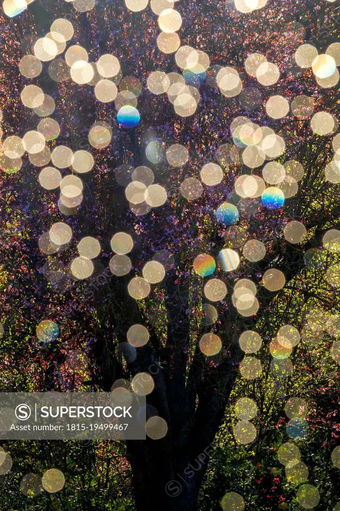 Bokeh lights in front of blossoming tree