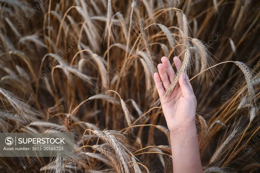 Hand of girl touching rye crops