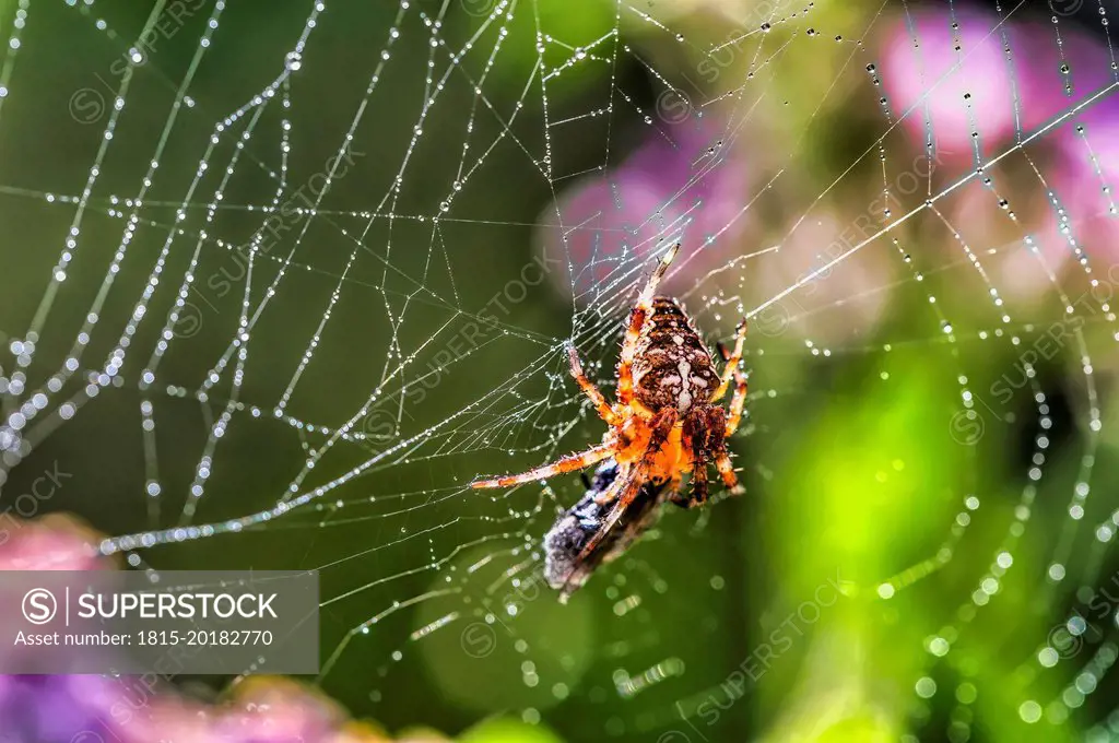 Garden cross spider with prey on web