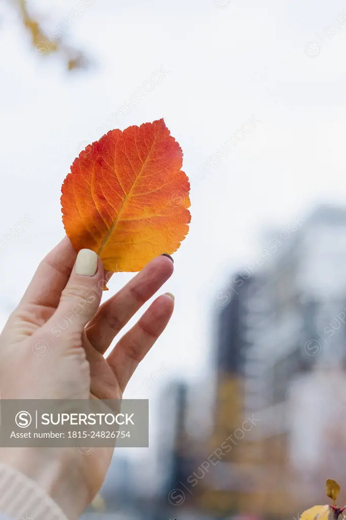 Hand of woman holding autumn leaf