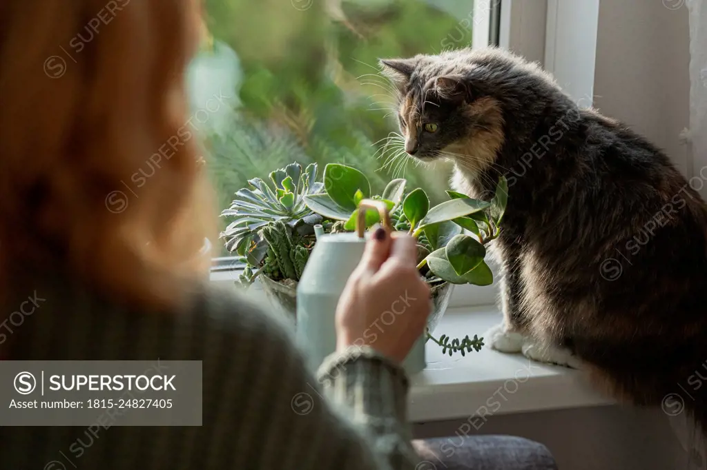 Woman watering house plants at the window with cat sitting on windowsill