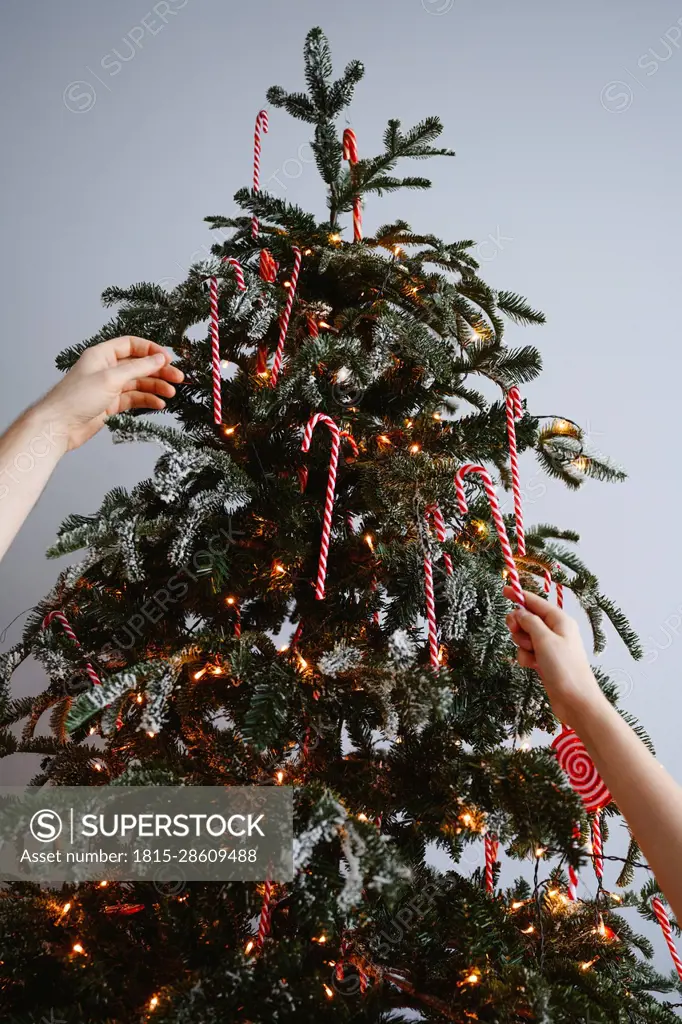 Hands of girl and man hanging candy canes on Christmas tree at home