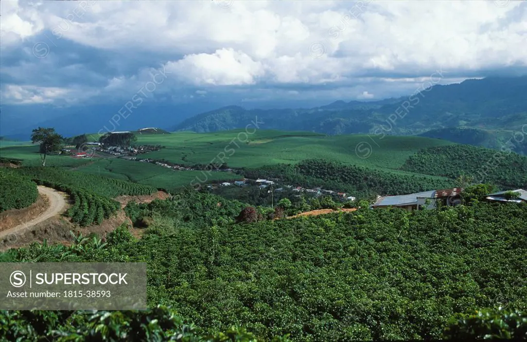 Coffee plantations, Costa Rica