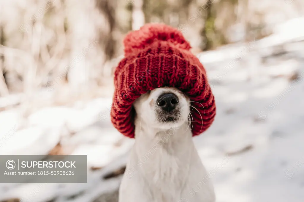 Cute dog covering face with red knit hat in winter