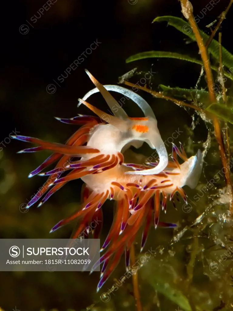 Croatia, Cratena Slug, Cratena peregrina