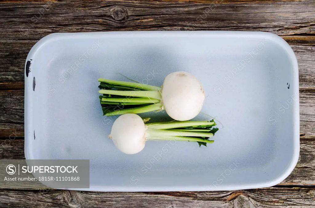 May turnips, Brassica rapa subsp. rapa var. majalis, in a gratin dish