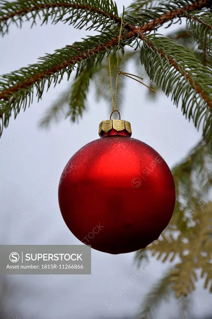 Red christmas bauble hanging on fir branch