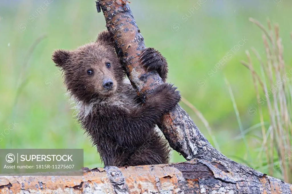 USA, Alaska, Lake Clark National Park and Preserve, Brown bear cub (Ursus arctos) climbing tree