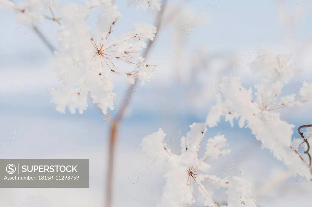 Detail of frozen plant