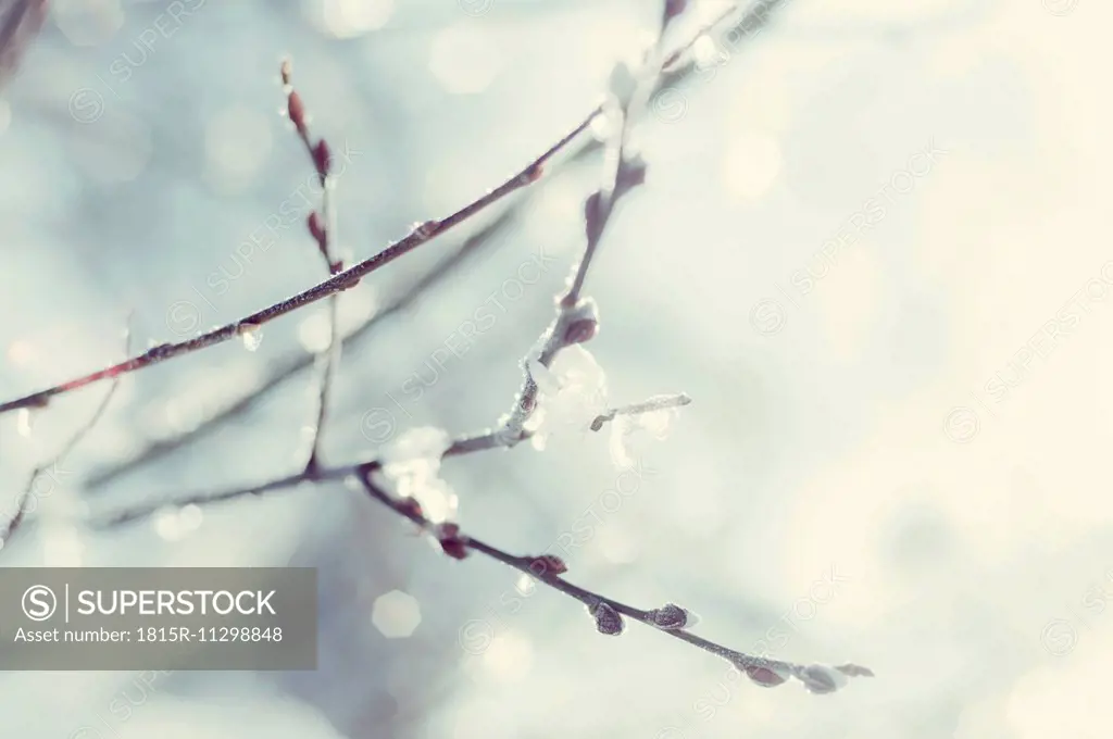 Twigs of pussy willows at back light, close-up