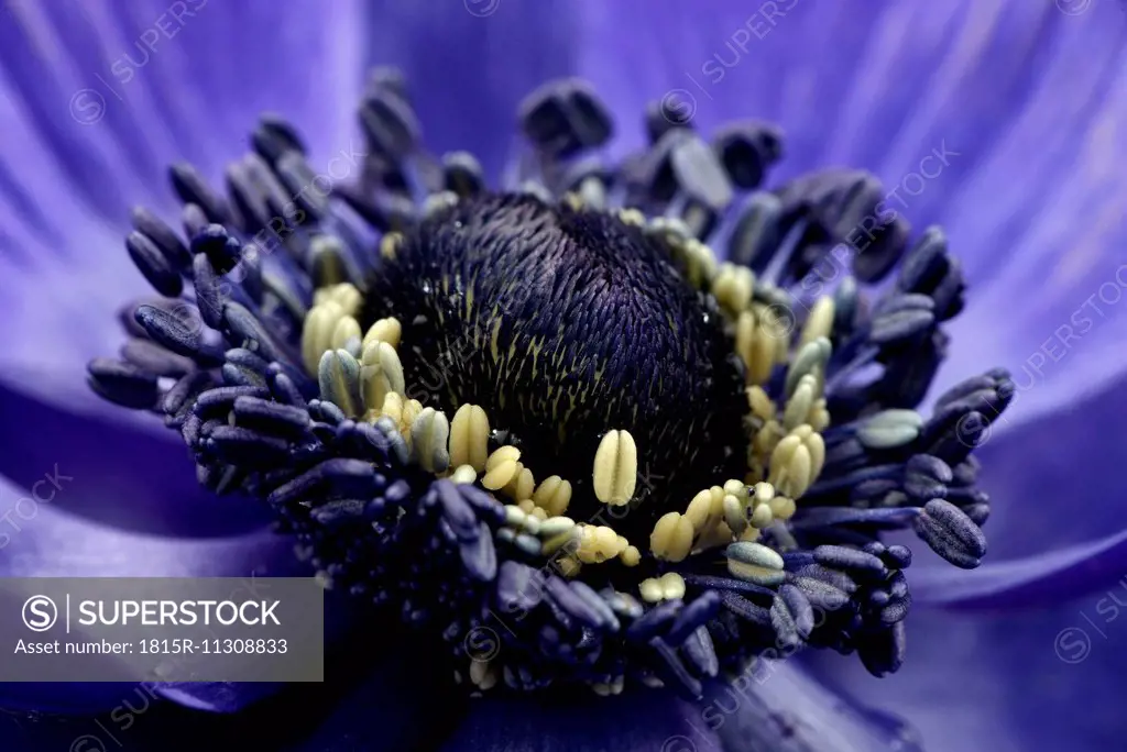 Detail of violet anemone