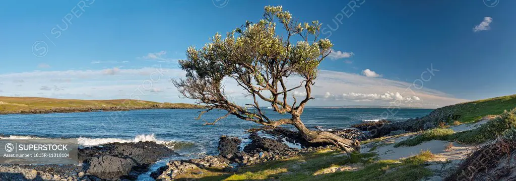 New Zealand, Chatham Island, Windbent tree at Ohira bay