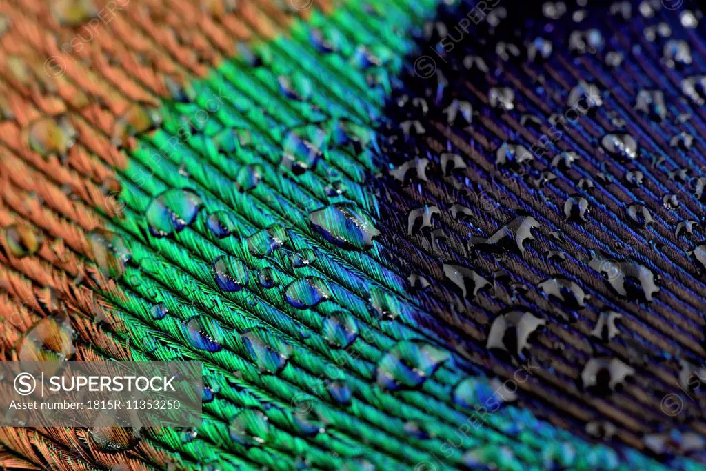 Water drops on peacock's feather, close-up