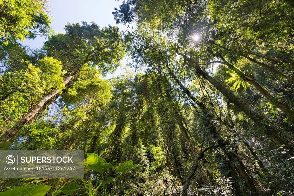 Australia, New South Wales, Dorrigo, epiphyte on a tree and fern plants in the Dorrigo National Park