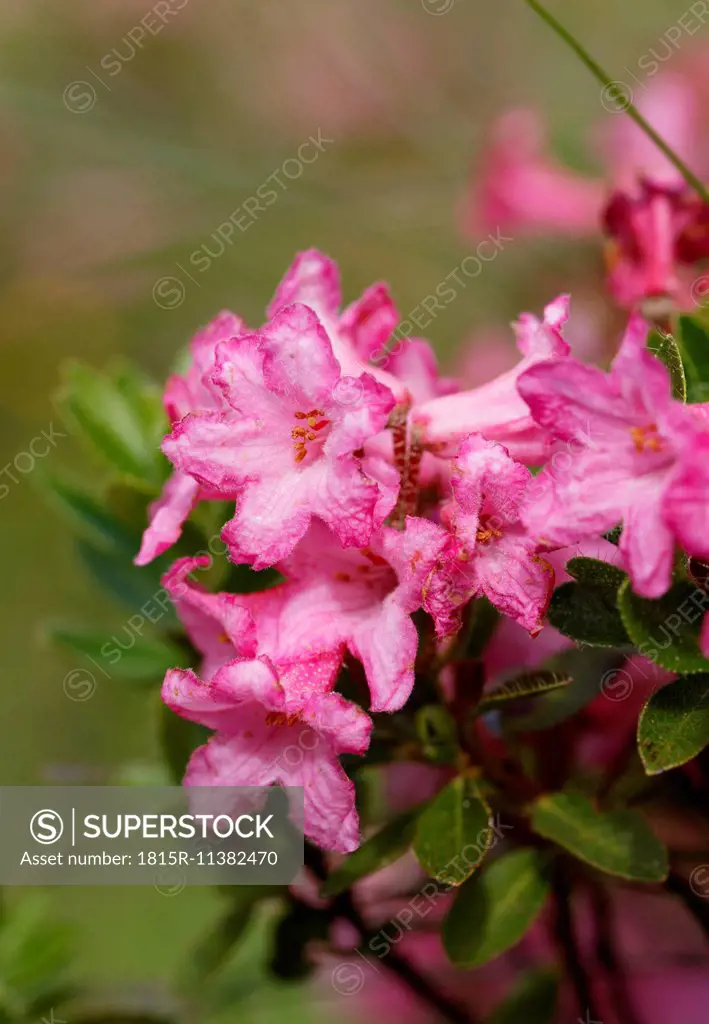 Austria, Carinthia, Carnic Alps, Hairy Alpine Rose, Rhododendron hirsutum