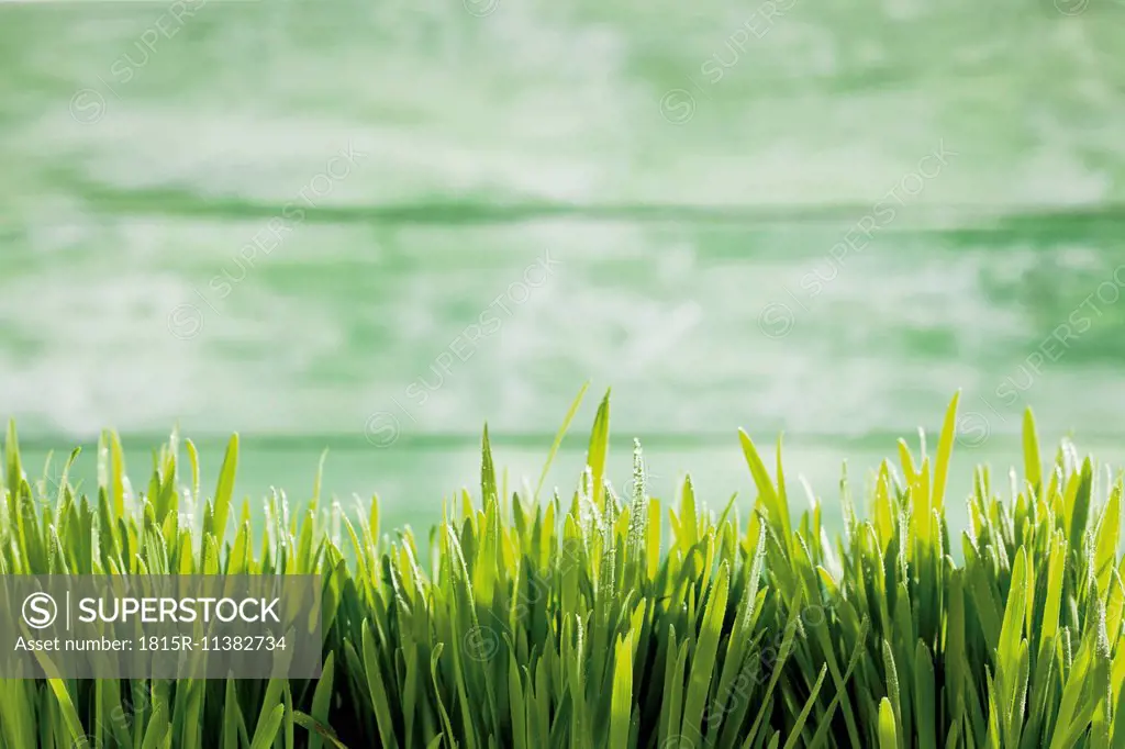 Germany, grasses in spring