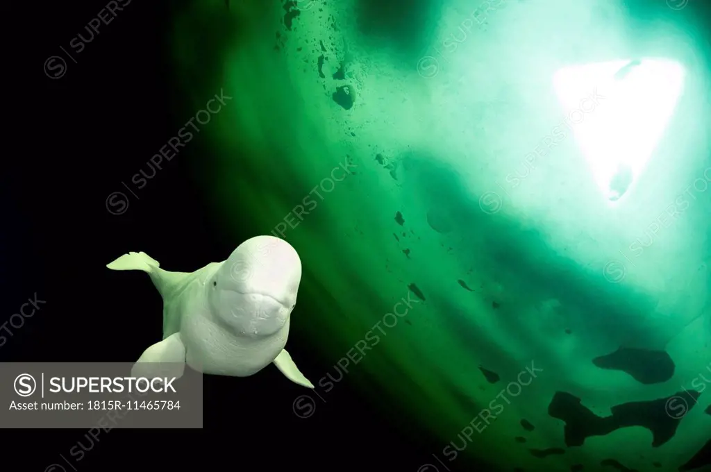 Russia, Arctic Circle Dive Centre, polar circle, beluga whale