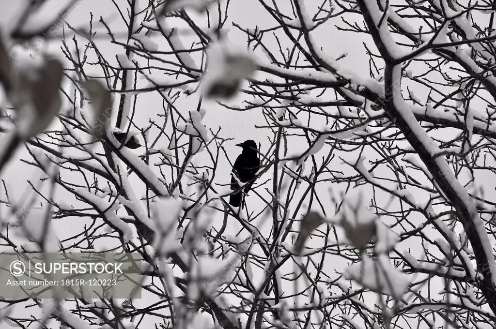 Germany, Bavaria, Crow perching in branch with snow