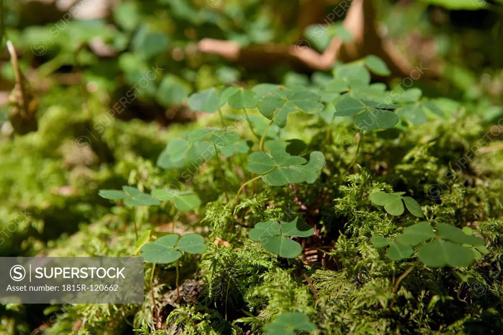 Germany, Bavaria, View of clover leaves