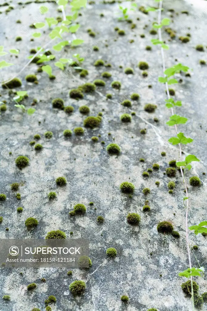 Germany, Moss on concrete wall