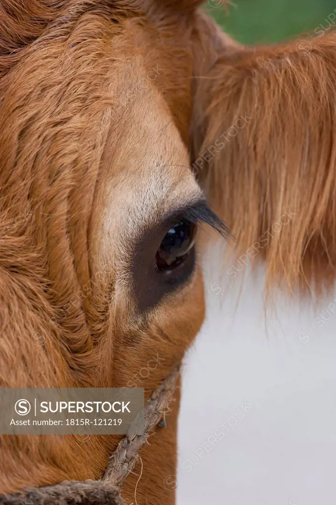 Germany, Eye of cow, close up