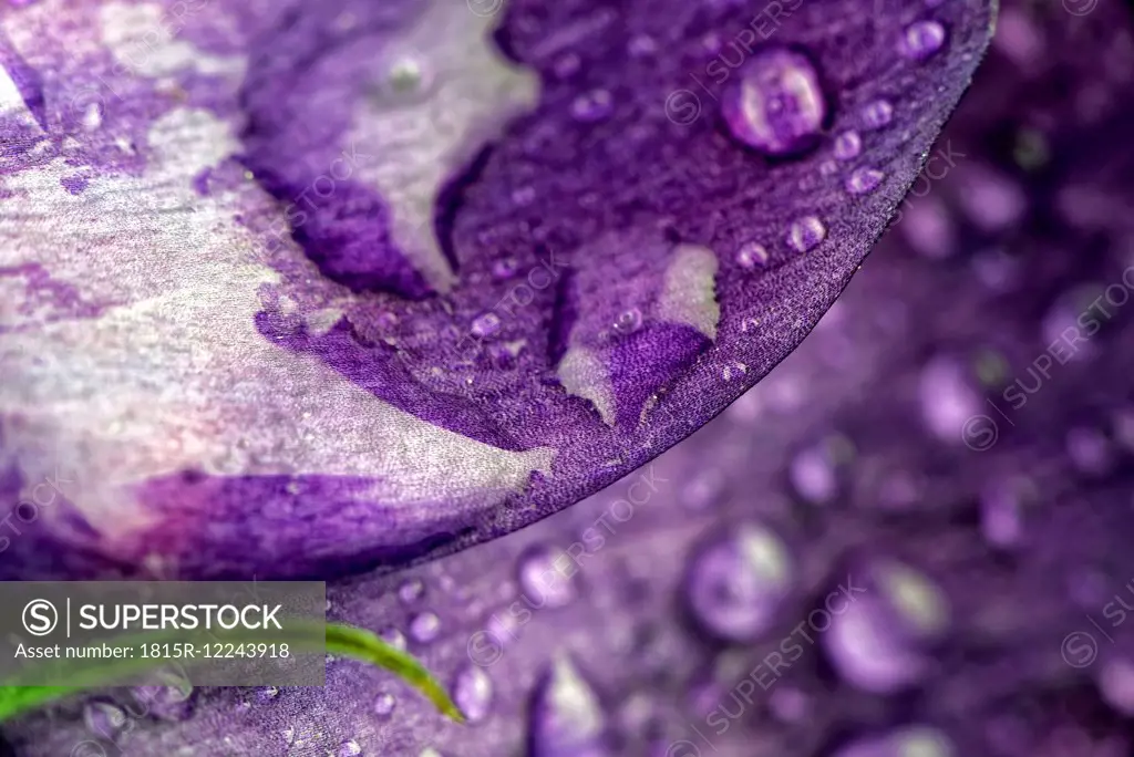 Waterdrops on petal of lisianthus flower, Eustoma