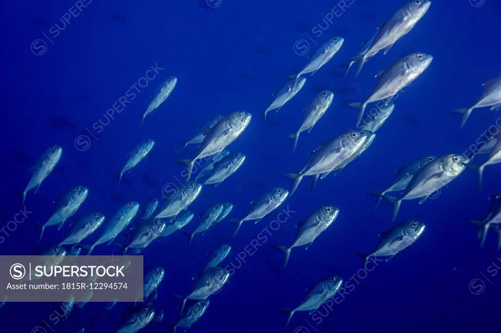 Oceania, Palau, school of bigeye trevallies