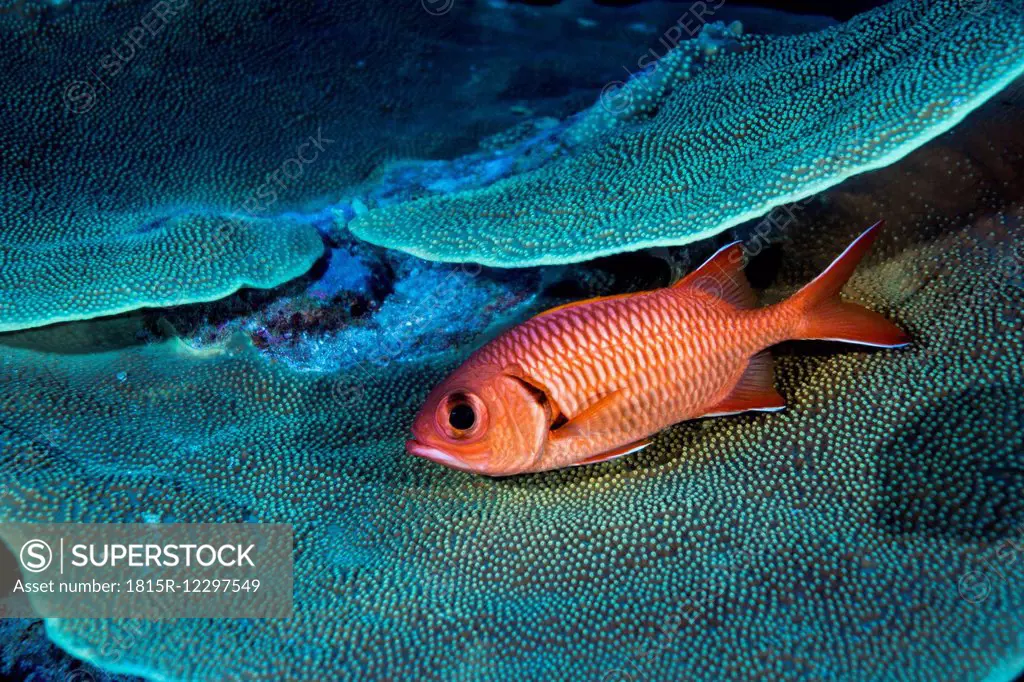 Oceania, Micronesia, Palau, Pinecone Soldierfish, Myripristis murdjan