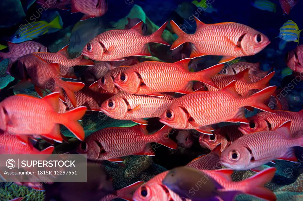 Oceania, Micronesia, Palau, Pinecone Soldierfishes, Myripristis murdjan