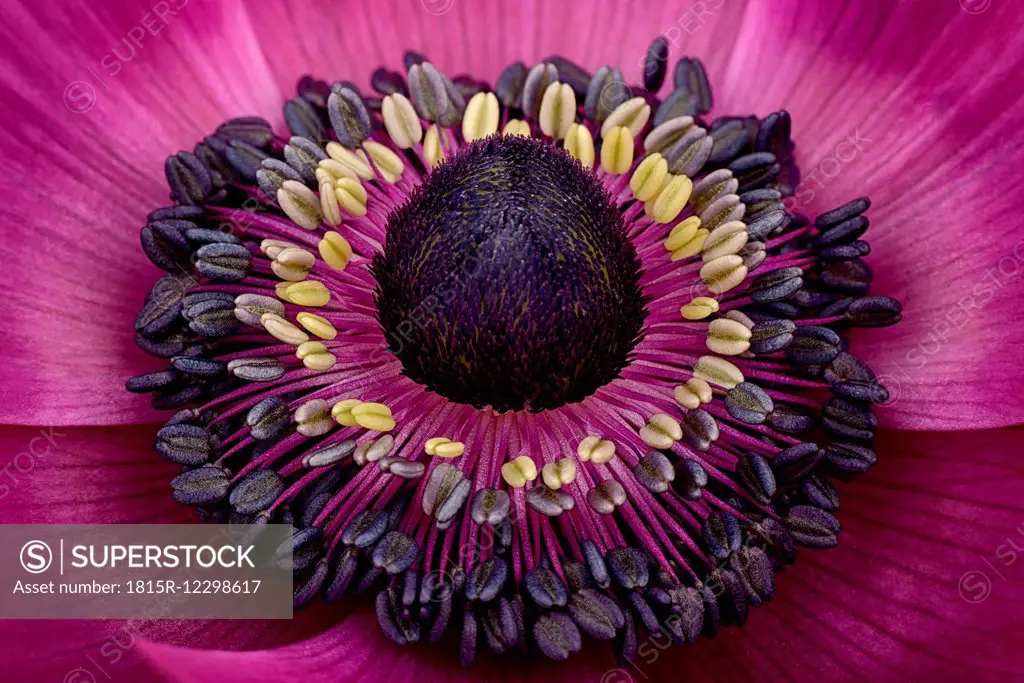 Part of pink anemone