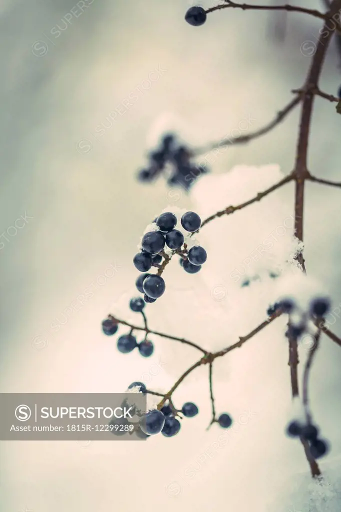 Twig with blue berries in winter