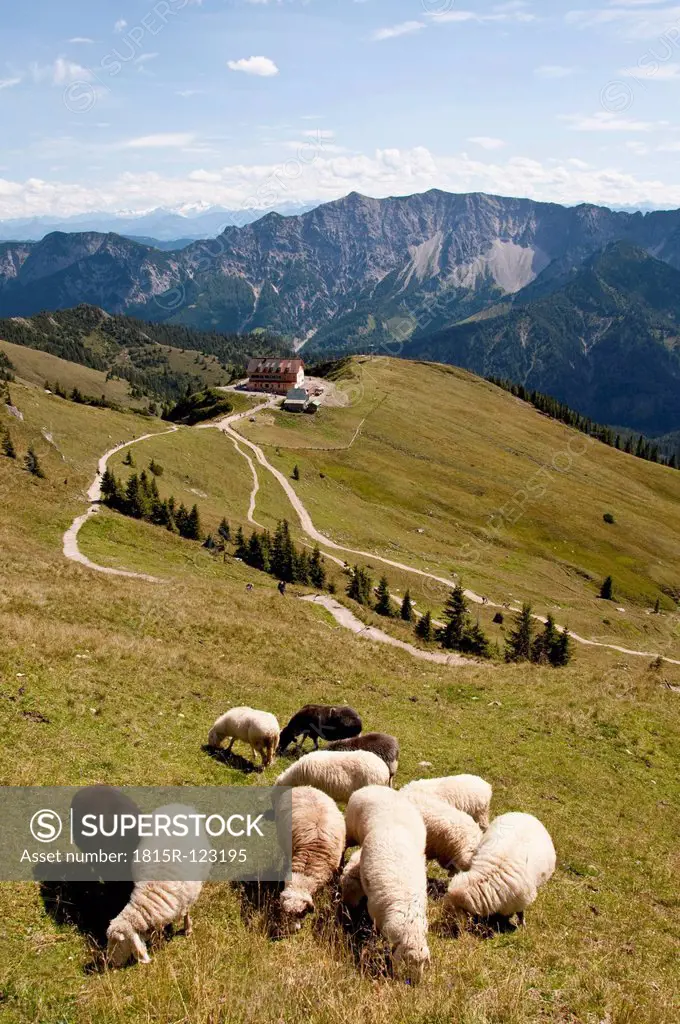 Germany, Bavaria, Sheeps grazing on meadow, Rotwandhaus in background