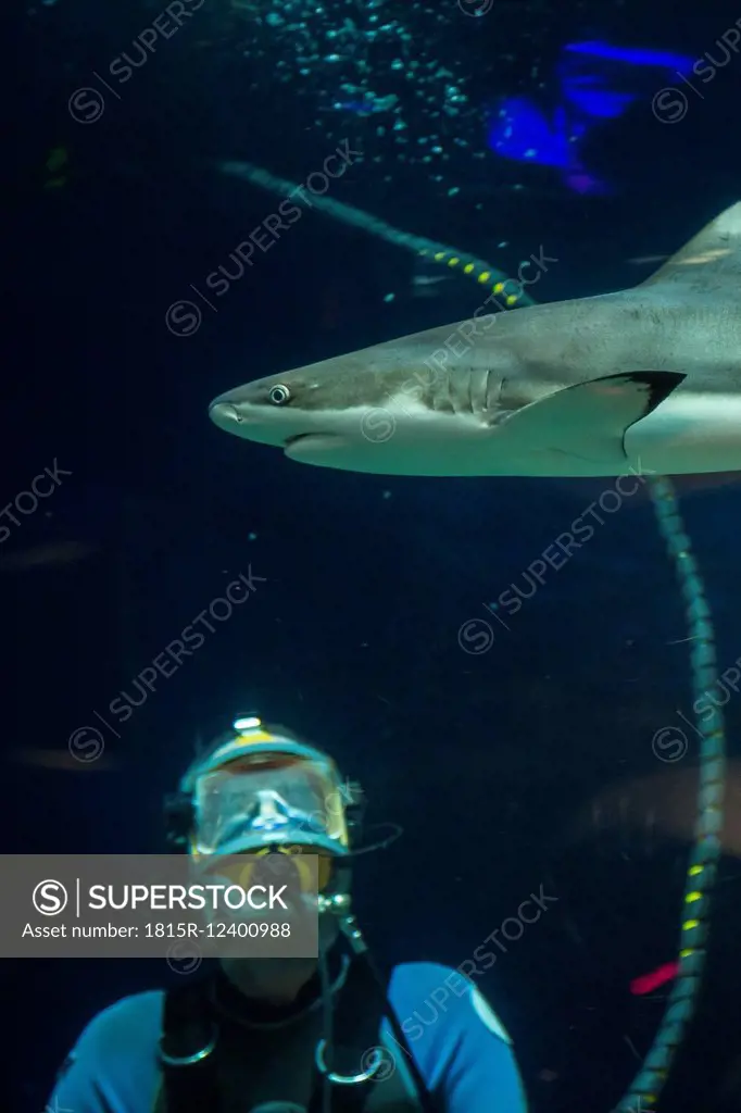 Canada, Vancouver Aquarium, Black-tip reef shark and watching scuba diver