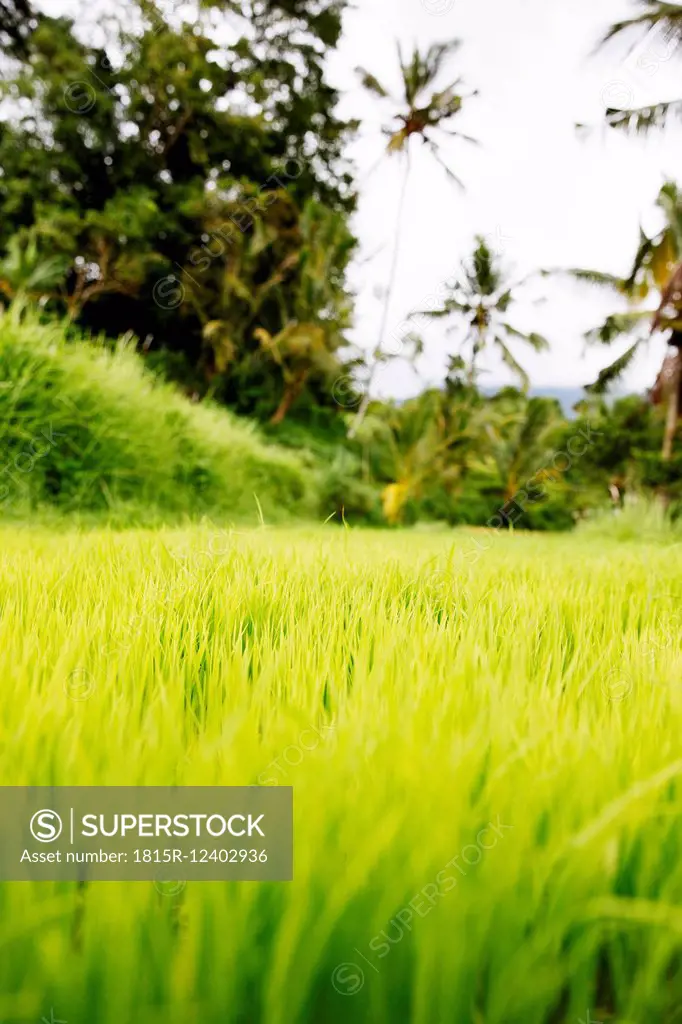 Indonesia, Bali, Green rice seedlings in ricefield