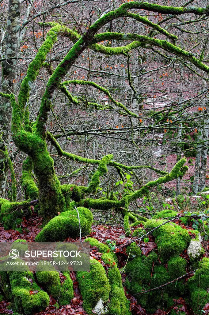 Spain, Urbasa-Andia Natural Park, Moss grown trees