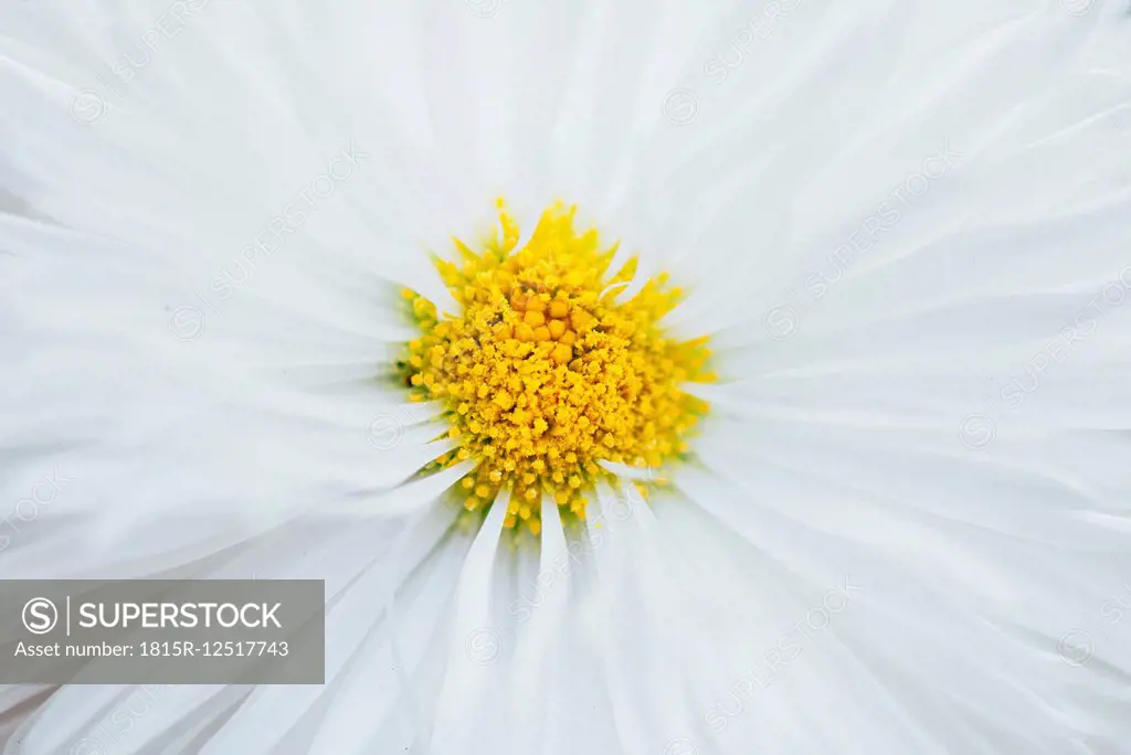 Detail of a Osteospermum flower