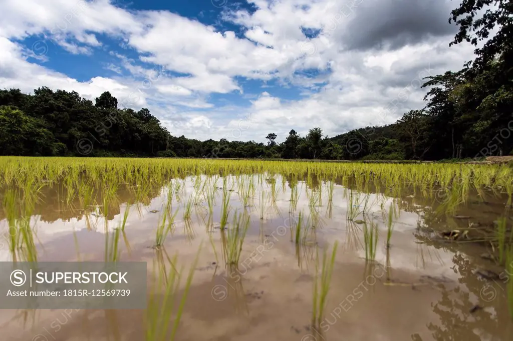 Thailand, Chiang Mai, Rice Field