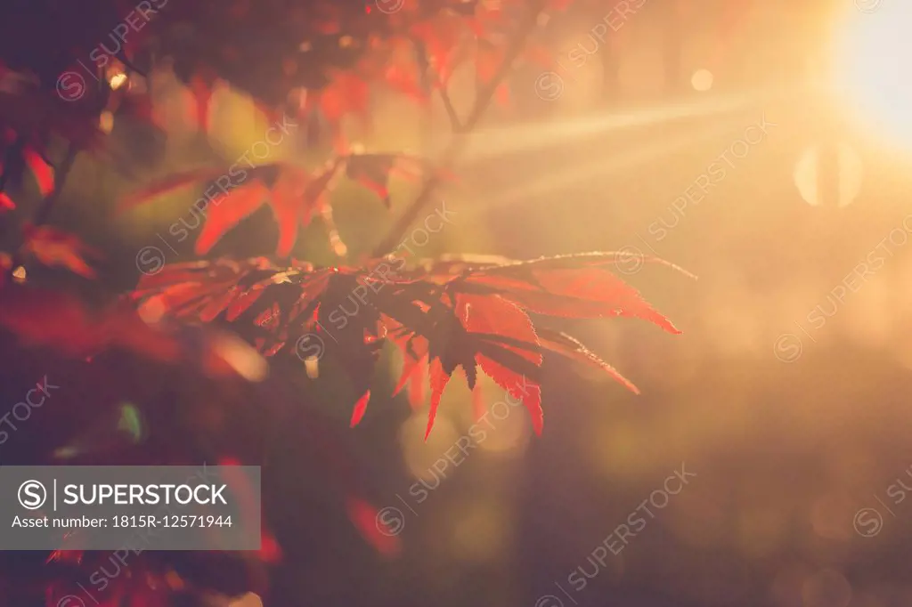 Red maple leaves at evening sunlight