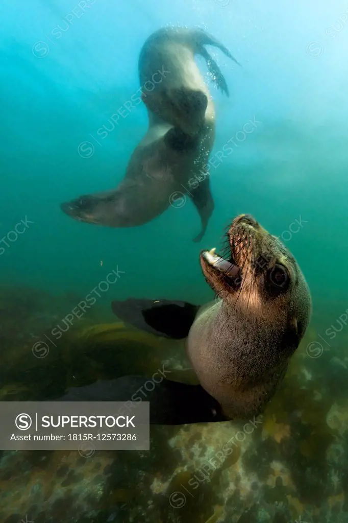 South Africa, Ocean, South african fur seals, Arctocephalus pusillus