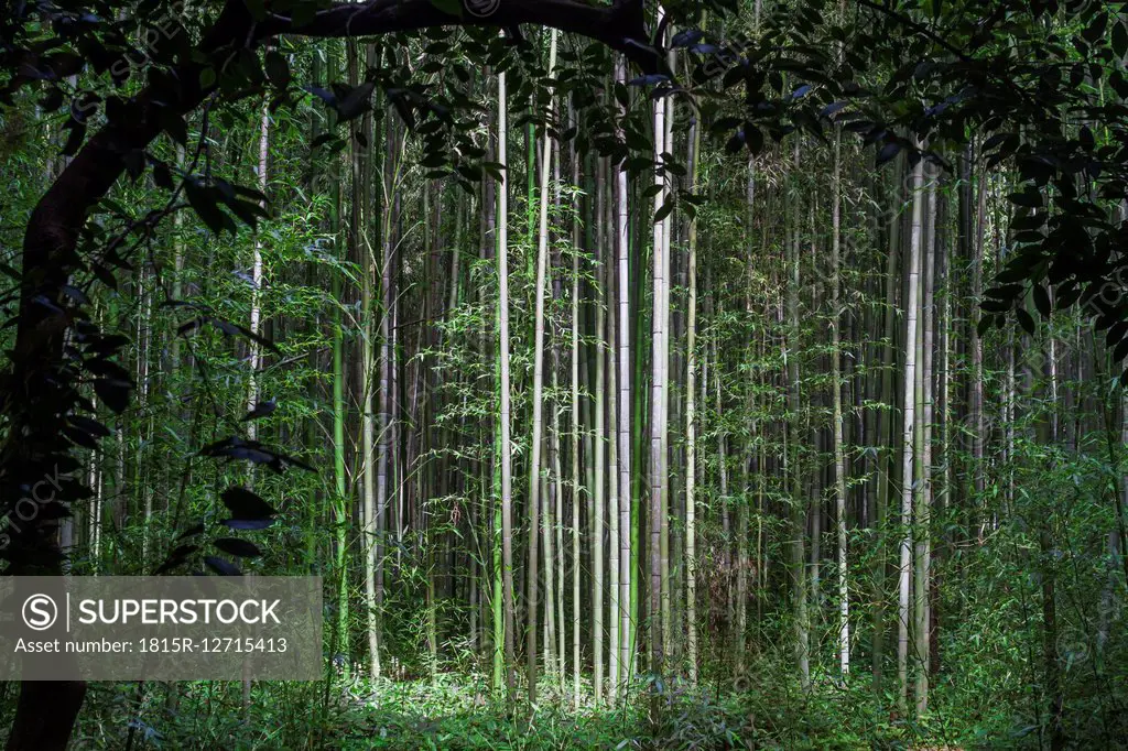 Japan, Arashiyama, bamboo forest