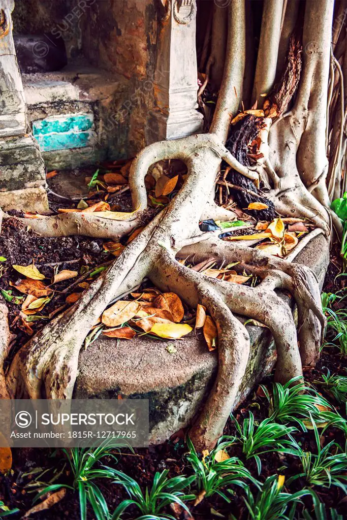 Big roots of a tree