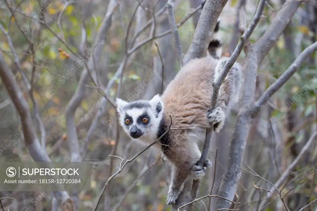 Madagascar, lemur climbing on tree at Anja Reserve