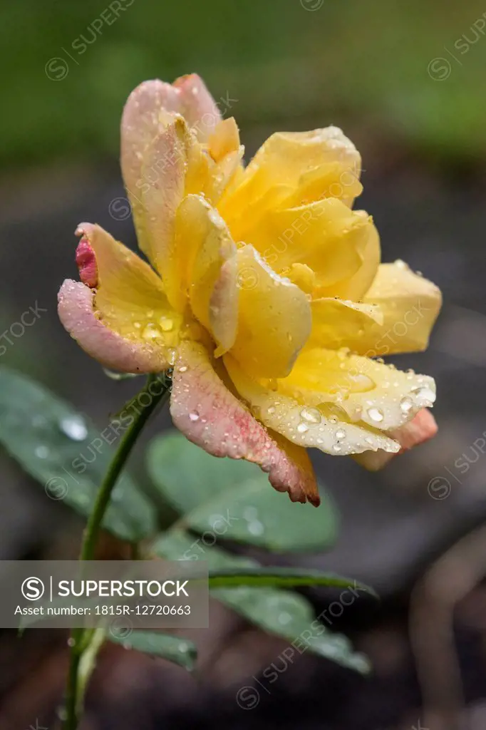 Garden rose after rain