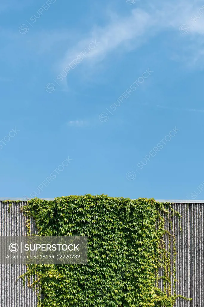 Creeping plant growing at concrete wall in front of blue sky