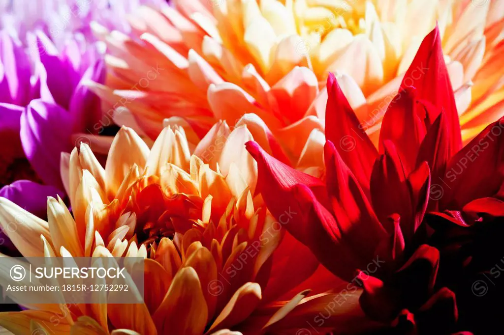 Dahlia, different colors, close up, full frame