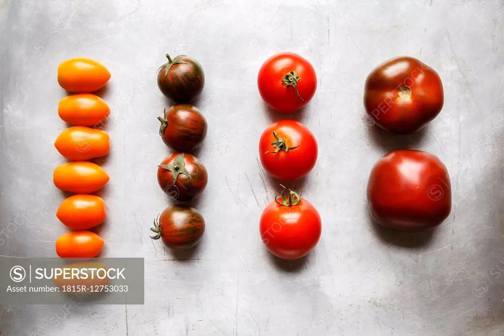 Different tomatoes, Zebrino, Ebeno, Devotion and yellow cherry tomatoes