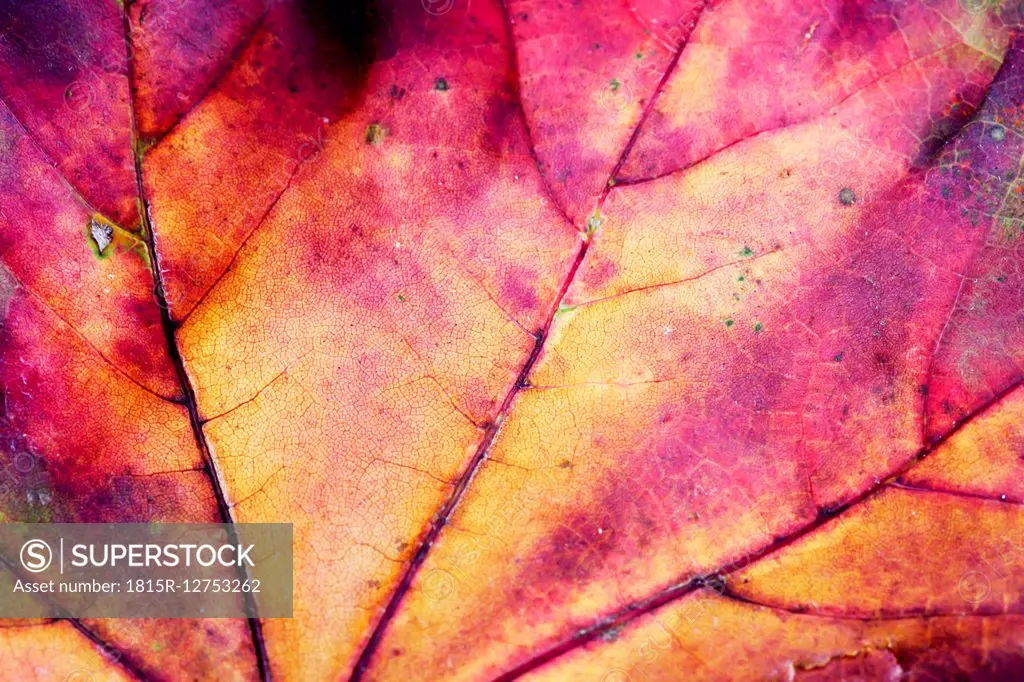 Autumnal maple leaf, close-up